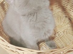-共舞时光猫咖·狗咖(新街口店)