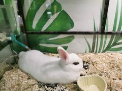 -藦茜花园宠物主题亲子互动体验馆(国顺东路店)