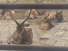 -青藏高原野生动物园