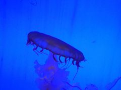 -上海海洋水族馆