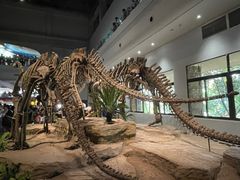 -自贡恐龙博物馆