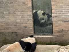 -都江堰中华大熊猫苑