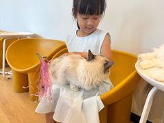 -有喵·猫咖·狗咖·30几只猫10只小狗(岗厦店)