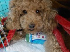 -顺强宠物诊所·狂犬免疫·夜诊·骨科(嘉定店)