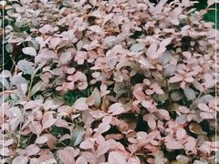 -证大大拇指广场(芳甸路店)