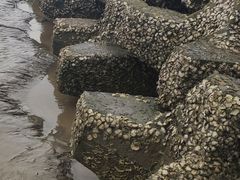 -奉贤海滩