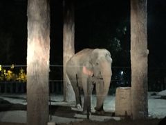 -清迈夜间动物园