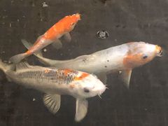 -唐廊烤鸭店(工体店)
