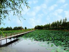 -白渔泡湿地公园