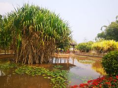 -中国科学院西双版纳热带植物园