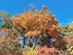 -北京西山国家森林公园