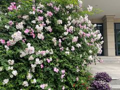 -谷咖啡·鲜花绿植花园餐厅