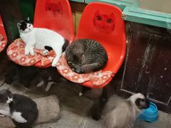 -猫咪博物馆(顶澳仔猫街店)