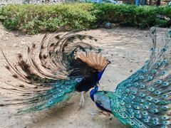 -燕塞湖鸟语林景区