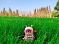 -合肥滨湖国家森林公园