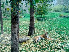 -北京野生动物园