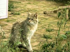 -青藏高原野生动物园