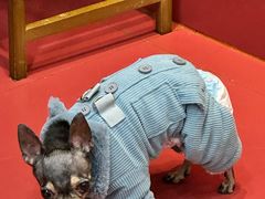 -和它·交个朋友·狗咖猫咖(爱琴海店)