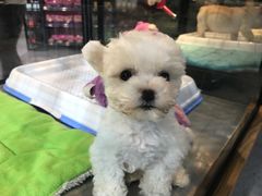-宠物世家(仲盛世界商城店)