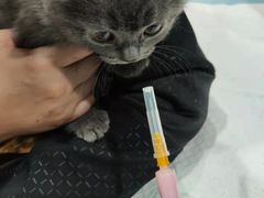 -严国平动物医院(德政总院)