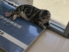 -全心全意连锁动物医院·微创中心·内科急重症·心脏专科(丰管路店)