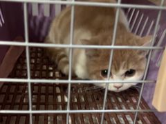 -瑞派宠物医院·犬猫全科·猫友好(宾水西道店)
