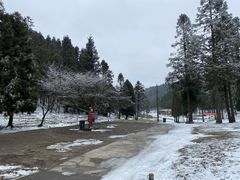 -武陵山森林公园