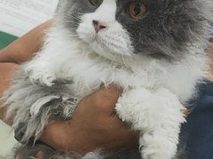 -利又安动物医院··老年病·猫科犬科·中兽医
