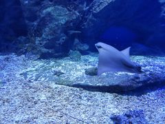 -海合安武汉极地海洋公园