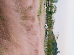 -王借岗森林公园