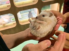 -藦茜花园宠物主题亲子互动体验馆(国顺东路店)