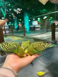 -酷嗒动物文化乐园(cutezoo西溪乐天城店)