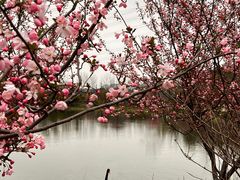 -昆山城市生态森林公园