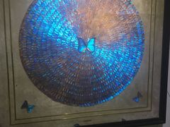 -上海昆虫博物馆