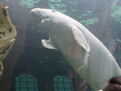 -悉尼海洋生物水族馆