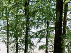 -上海海湾国家森林公园