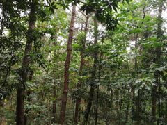 -铁山坪森林公园