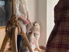 -Husky Go! 哈士奇体验馆·宠物咖啡厅狗咖