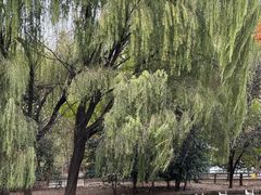 -洛阳市隋唐城遗址植物园