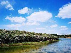 -丁香湖公园