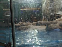 -帝企鹅自助餐厅•儿童岛•真企鹅(长隆企鹅酒店)