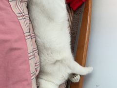 -lincat·猫舍(广州店)