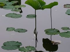 -莲花池公园