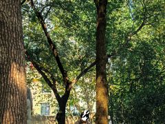 -徐家汇源景区-衡山公园