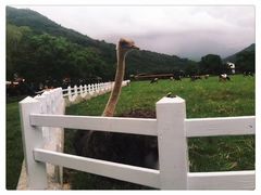 -瑞穗牧场花莲门市
