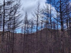 -莫尔道嘎国家森林公园