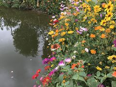 -亚龙湾国际玫瑰谷