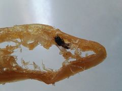 -钜记手信(新马路旗舰店)