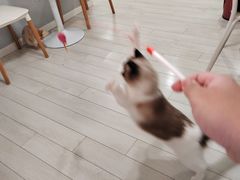 -喵的天空名猫咖啡馆·撸猫·猫舍·用品