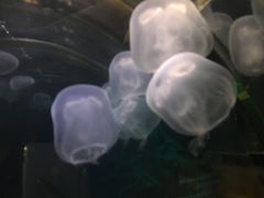 -凯莉-塔尔敦海洋生物水族馆